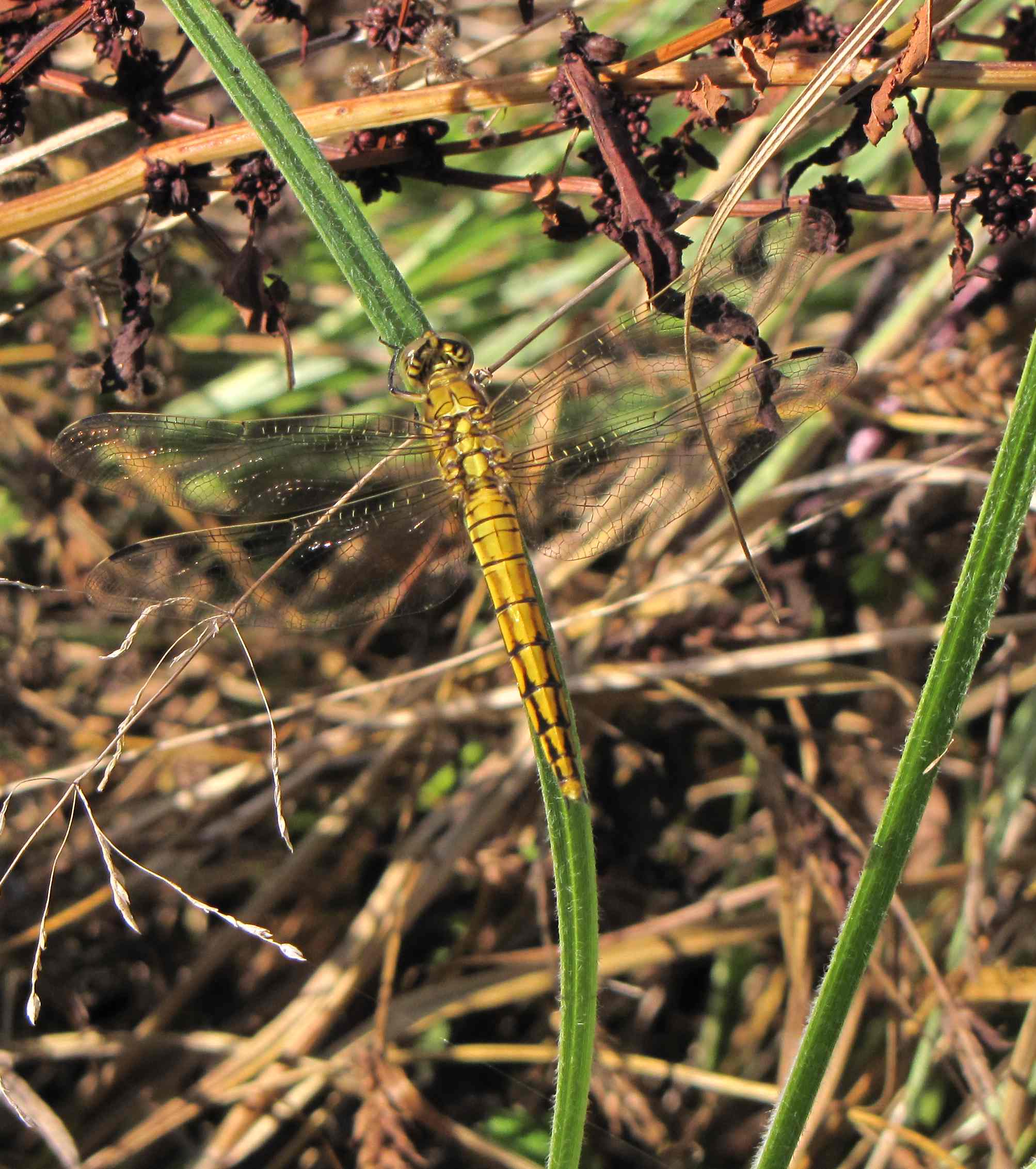 orthetrum - Orthetrum cancellatum (femmina)